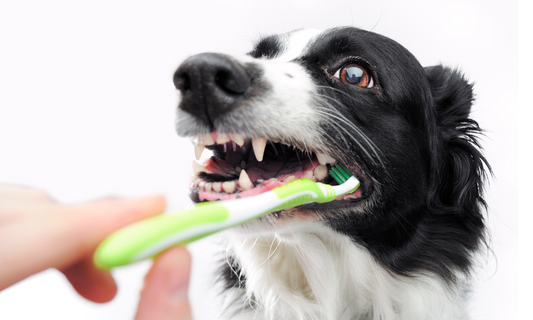 Why Dental Health is Crucial for Dogs