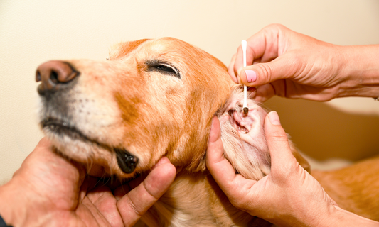 Why Regular Ear Cleaning is Important for Your Dog's Health